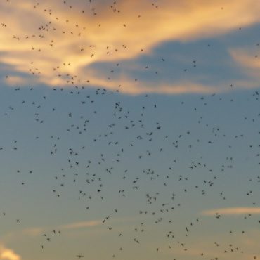 Combate aos mosquitos